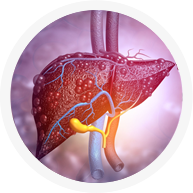 Liver Surgery